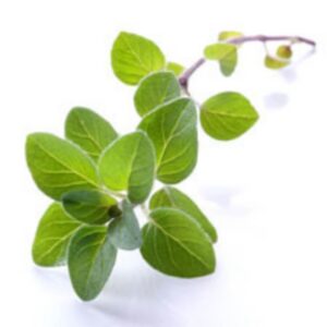 Marjoram Hydrosol