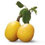 Marula Oil