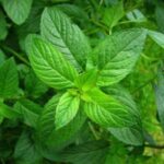Mentha Oil