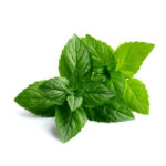 Mentha Piperita Oil