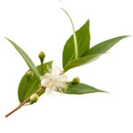 Myrtle Hydrosol