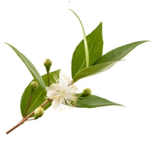 Myrtle Hydrosol