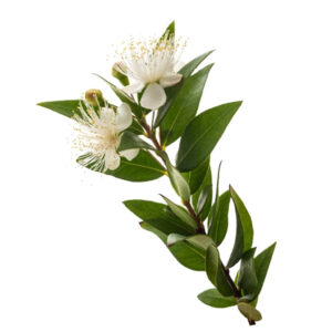 Myrtle Oil