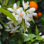 Neroli Hydrosol