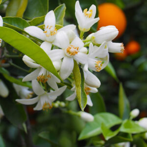 Neroli Hydrosol