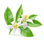 Neroli Oil