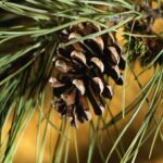 Northern Pines Fragrance Oil