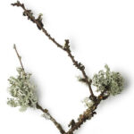 Oakmoss Absolute