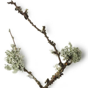Oakmoss Absolute