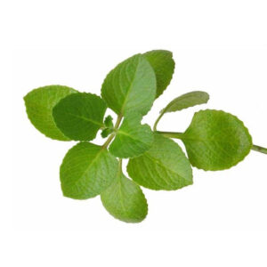 Oregano Oil