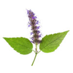 Patchouli Oil Indian (Light)