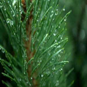 Pine Oil