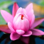 Pink Lotus Absolute