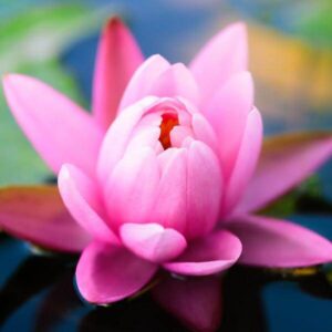 Pink Lotus Absolute