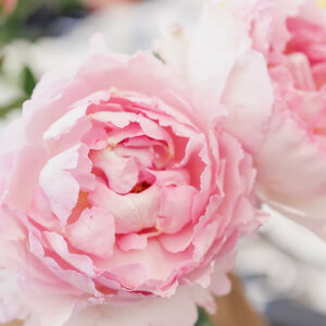Pink Peony Fragrance Oil (Premium)