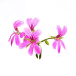 Rose Geranium Oil