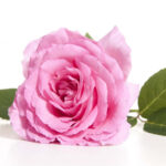 Rose Oil (Centifolia)