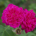 Rose Oil (Damascena)