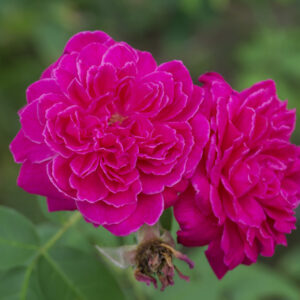 Rose Oil (Damascena)