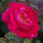 Rose oil Indian