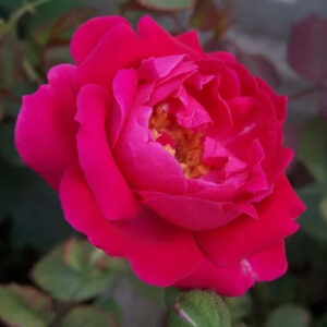 Rose oil Indian