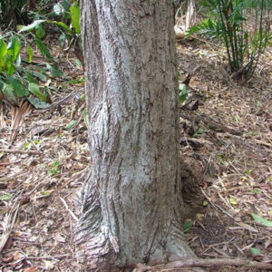 Rose Wood Oil