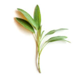 Sage Oil