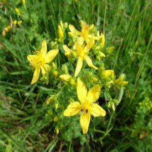 St John's Wort Hydrosol