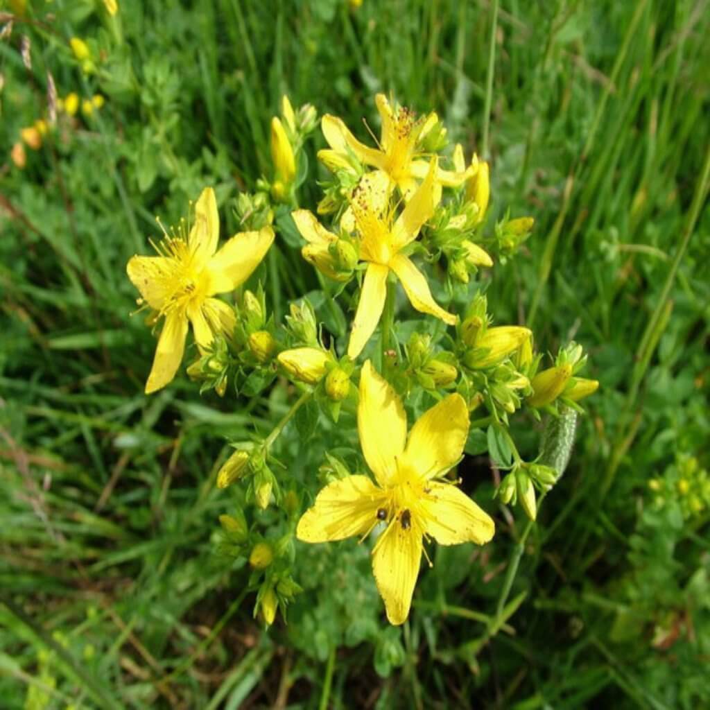 St John's Wort Hydrosol St John's Wort Hydrosol
