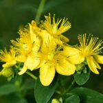 St John's Wort Oil