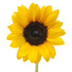 Sunflower Oil