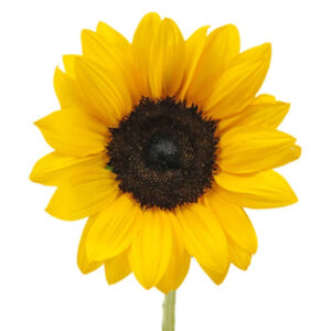 Sunflower Oil