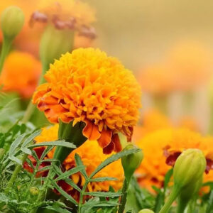 Tagetes Oil