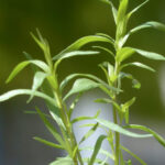 Tarragon Hydrosol