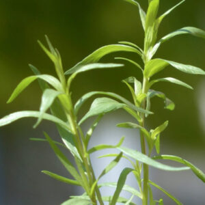 Tarragon Hydrosol