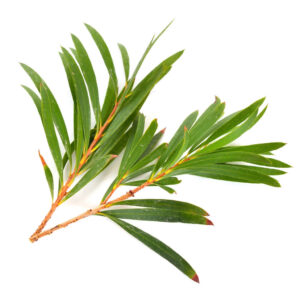 Tea Tree Hydrosol