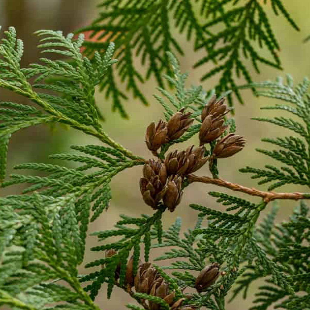 Thuja Wood Hydrosol Thuja Wood Hydrosol