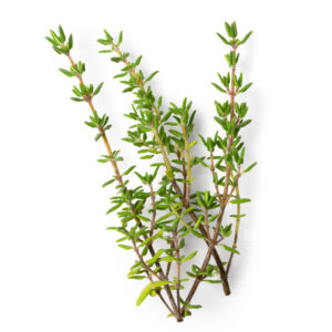 Thyme Hydrosol
