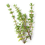 Thyme Oil