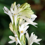 Tuberose Absolute