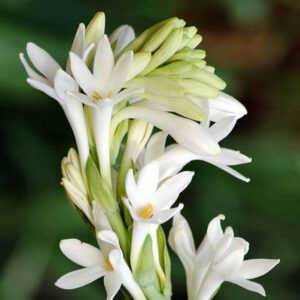 Tuberose Absolute