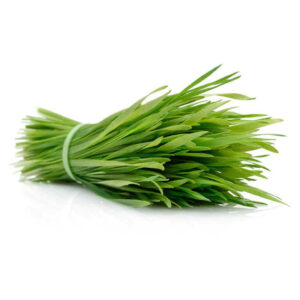 Vetiver Oil