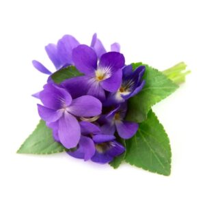 Violet Leaf Absolute