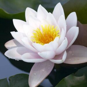 White Lotus Absolute