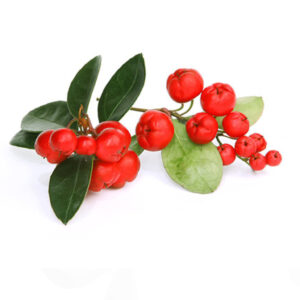 Winter Green Oil