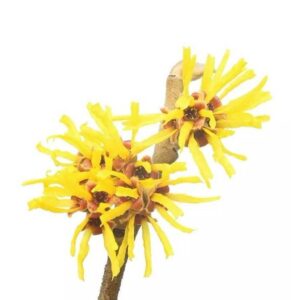 Witch Hazel Hydrosol