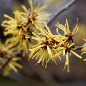 Witch Hazel Oil