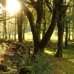 Wood land Fragrance Oil