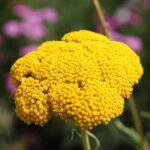 Yarrow Oil