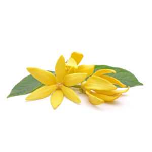Ylang Ylang Hydrosol